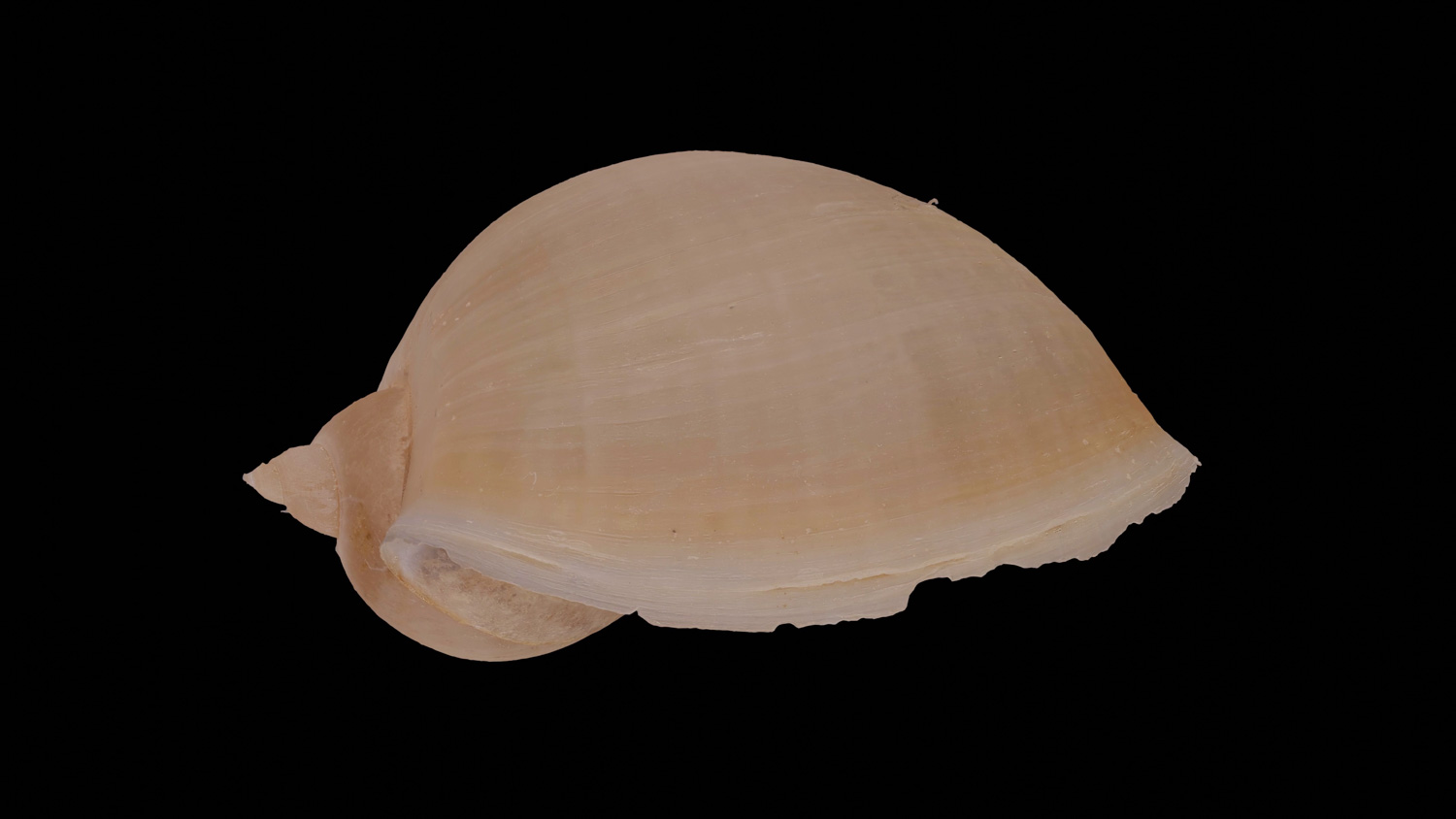 Limnea auricularia